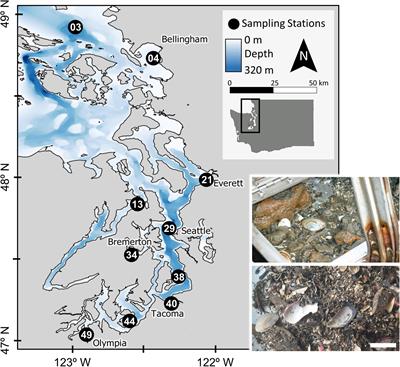 Living and dead bivalves are congruent surrogates for whole benthic macroinvertebrate communities in Puget Sound